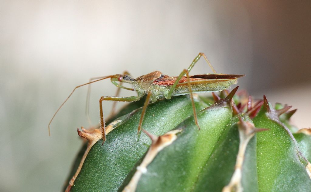 Zelus renardii (Reduviidae)